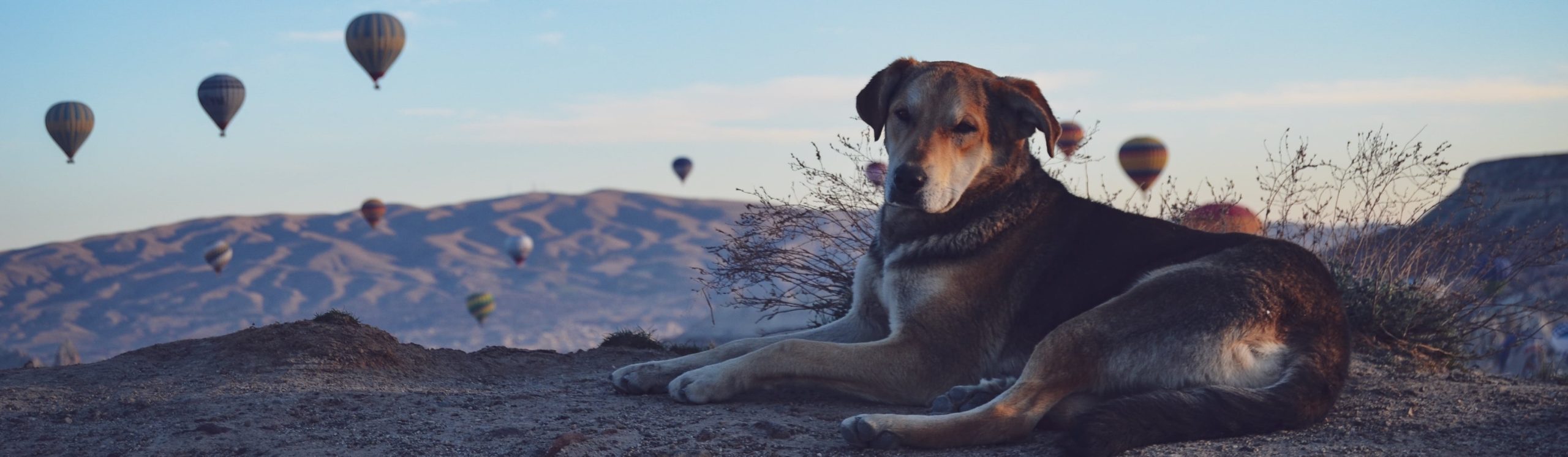 Voyager en jet privé avec son chien