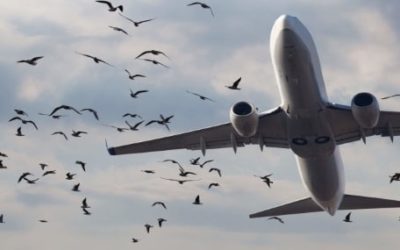 Bird Strike: More Collisions in Time of COVID-19