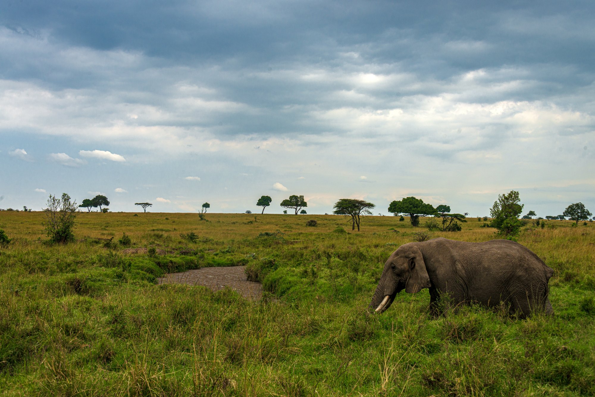 Elephant in the Maasai Mara, Kenya.
